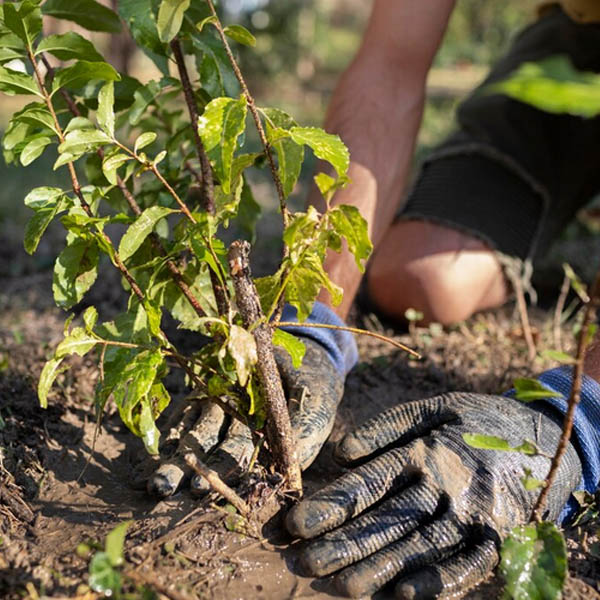 Jardinagem e Paisagismo em Pindamonhangaba – Empresa 2 Jardinagem e Paisagismo em Pindamonhangaba | Taubaté | Caçapava | Tremembé | Eco Garden Paisagismo e Serviços