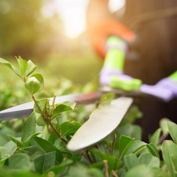 Serviços de Jardinagem em Pindamonhangaba | Taubaté | Caçapava | Tremembé | Eco Garden Paisagismo e Serviços