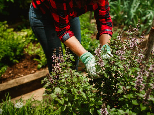 Jardinagem e Paisagismo em Pindamonhangaba Home 1 Jardinagem e Paisagismo em Pindamonhangaba | Taubaté | Caçapava | Tremembé | Eco Garden Paisagismo e Serviços